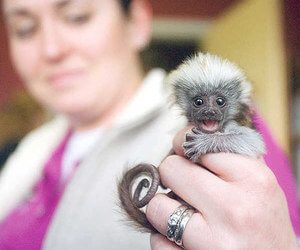 marmoset-monkey-for-sale-florida