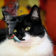 Smoking Catnip for Dummies: Everything You Need (or Wanted) to Know About Meowijuana