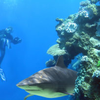 How to Scuba Dive With Sharks (& Not Get Eaten)