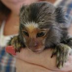Finger Monkeys: The Planet’s Smallest and Most Amazing Primate